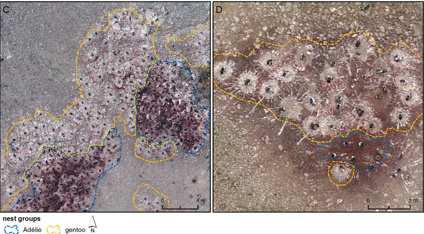 Drohnenaufnahmen von Adélie- und Gentoo-Pinguinkolonien auf Ardley Island, Antarktis. Pfeifer et al. (2025) in Ecological Indicators, 